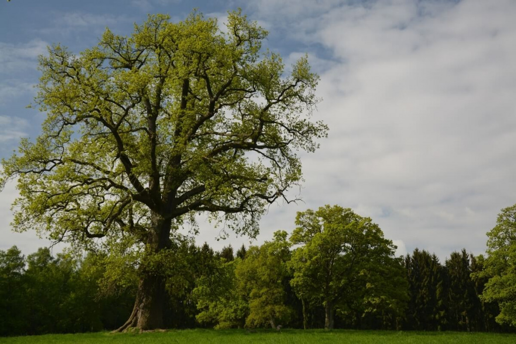 baum im reinhardswald statt windkraft
