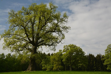 STECKBRIEF REINHARDSWALD