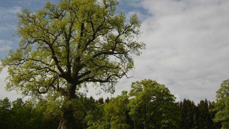 STECKBRIEF REINHARDSWALD