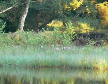 ÜBERRASCHUNG IM REINHARDSWALD – HESSEN HAT EINEN NEUEN BRUTVOGEL!